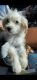 Mixed Puppies for sale in Monroe Township, NJ 08831, USA. price: NA