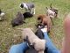 Mixed Puppies for sale in Hattiesburg, MS, USA. price: NA