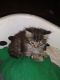 Mixed Cats for sale in St. Louis, MO, USA. price: NA