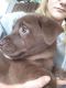 Mixed Puppies for sale in Leesburg, OH 45135, USA. price: NA