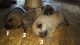 Mixed Puppies for sale in Homer, AK, USA. price: NA