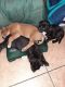 Mixed Puppies for sale in Henderson, NV, USA. price: NA