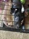 Mixed Puppies for sale in Jacksonville, FL, USA. price: $300