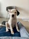 Mixed Puppies for sale in New York, NY, USA. price: NA