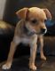 Mixed Puppies for sale in Spokane, WA, USA. price: $250
