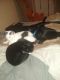 Mixed Cats for sale in Rocky Mount, VA 24151, USA. price: NA