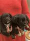 Mixed Puppies for sale in North Chesterfield, VA 23237, USA. price: NA
