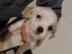 Mixed Puppies for sale in St Paul, MN, USA. price: NA