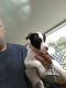 Mixed Puppies for sale in Ormond Beach, FL, USA. price: NA