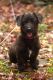 Mixed Puppies for sale in Winchester, VA 22601, USA. price: NA