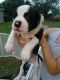 Mixed Puppies for sale in Ormond Beach, FL, USA. price: NA