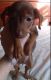 Mixed Puppies for sale in Minford, OH 45653, USA. price: NA
