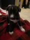 Mixed Puppies for sale in Graham, WA 98338, USA. price: NA