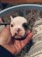 Mixed Puppies for sale in Portageville, NY, USA. price: NA