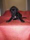 Mixed Puppies for sale in Tampa, FL 33604, USA. price: NA