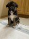 Mixed Puppies for sale in Graham, WA 98338, USA. price: NA