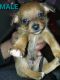 Mixed Puppies for sale in Yakima, WA, USA. price: NA