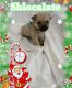 Mixed Puppies for sale in Gastonia, NC, USA. price: $800