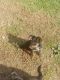 Mixed Puppies for sale in Albemarle, NC, USA. price: NA
