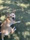 Mixed Puppies for sale in Van Nuys, Los Angeles, CA, USA. price: NA