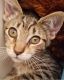 Mixed Cats for sale in Marysville, WA, USA. price: $35