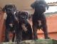 Mixed Puppies for sale in Chula Vista, CA 91911, USA. price: NA
