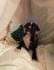 Mixed Puppies for sale in Henryville, IN, USA. price: NA