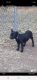 Mixed Puppies for sale in Payson, AZ 85541, USA. price: NA
