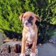 Mixed Puppies for sale in Spring Valley, CA 91977, USA. price: NA