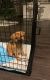 Mixed Puppies for sale in Midlothian, TX, USA. price: NA