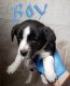 Mixed Puppies for sale in Milford Charter Twp, MI, USA. price: $700