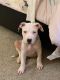 Mixed Puppies for sale in Owings Mills, MD, USA. price: NA