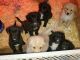 Mixed Puppies for sale in Blanchard, ID 83804, USA. price: NA