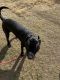 Mixed Puppies for sale in Carrollton, TX 75010, USA. price: NA