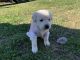 Mixed Puppies for sale in Lewisville, TX, USA. price: NA