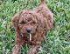 Mixed Puppies for sale in Stuart, FL 34994, USA. price: $3,000