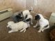 Mixed Puppies for sale in Pueblo, CO, USA. price: NA