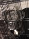 Mixed Puppies for sale in Columbus, OH 43232, USA. price: $300