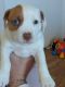 Mixed Puppies for sale in Fernley, NV, USA. price: NA