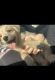Mixed Puppies for sale in Smithfield, RI 02917, USA. price: NA