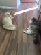 Mixed Cats for sale in 5842 Kingsley Cir, Oakland, CA 94605, USA. price: NA