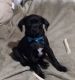 Mixed Puppies for sale in Goldendale, WA 98620, USA. price: NA