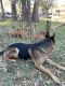 Mixed Puppies for sale in Cypress, TX, USA. price: NA