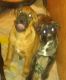 Mixed Puppies for sale in Gilman, WI 54433, USA. price: NA