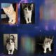 Mixed Cats for sale in Lancaster, CA, USA. price: $50