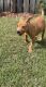Mixed Puppies for sale in Gainesville, FL, USA. price: NA