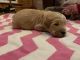 Mixed Puppies for sale in Ashville, AL, USA. price: NA