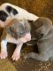 Mixed Puppies for sale in Springfield Township, OH, USA. price: NA