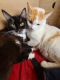 Mixed Cats for sale in Lancaster, CA, USA. price: $300