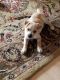 Mixed Puppies for sale in 3609 Woodside Dr, Arlington, TX 76016, USA. price: $200